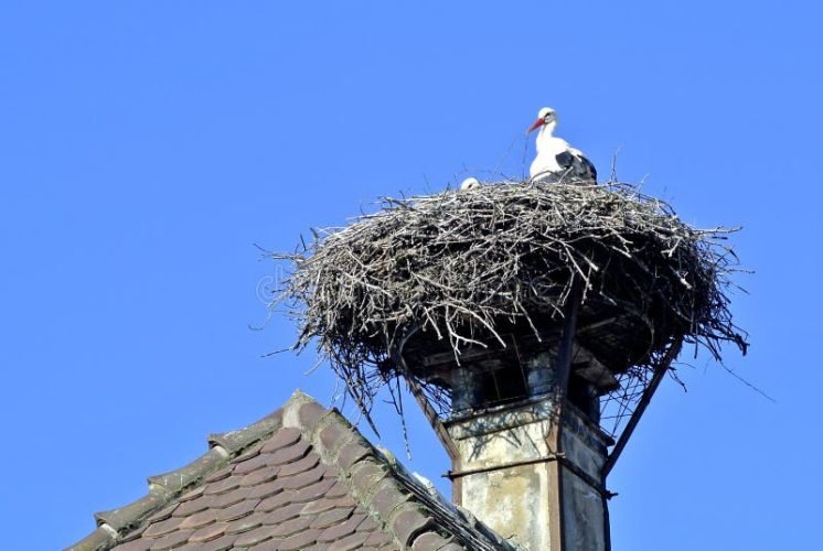 stork-nest-chimney-alsace-france-39032053